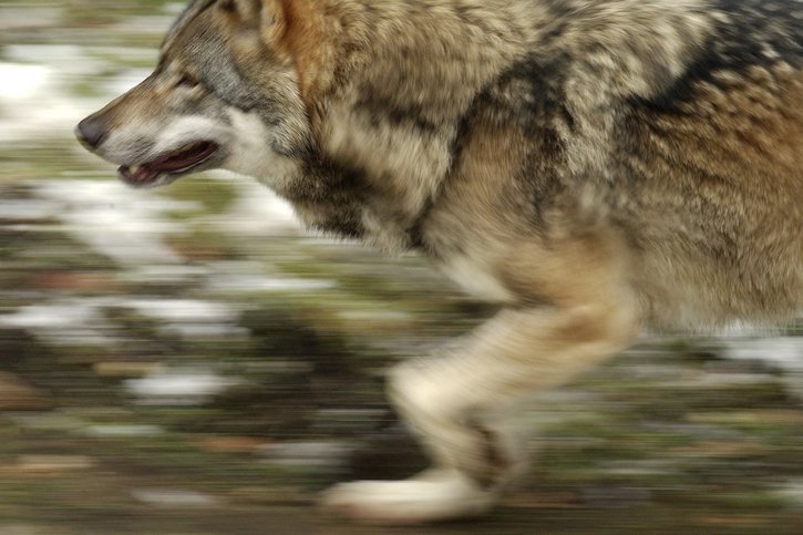 Le loup ne sera pas éradiqué dans la Broye fribourgeoise