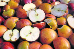 «Sucer la pomme», «faire le poireau», un livre pour cultiver le jardin de la langue française