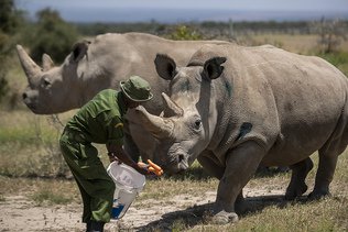 RDC: réintroduction de rhinocéros blancs d'Afrique du Sud