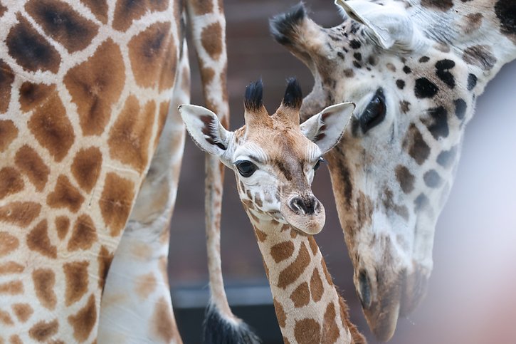 Une rarissime girafe sans tache naît dans un zoo américain - La Liberté