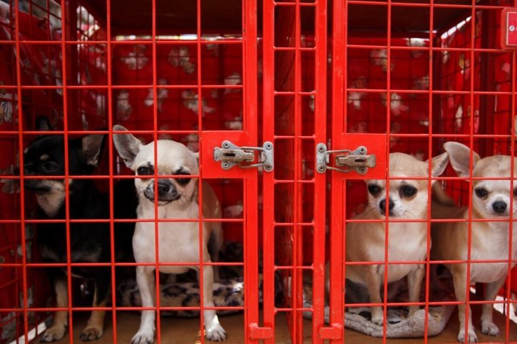 les chiens étaient destinés à la vente sur internet (Photo d'illustration). © KEYSTONE/EPA/JOSE SENA GOULAO
