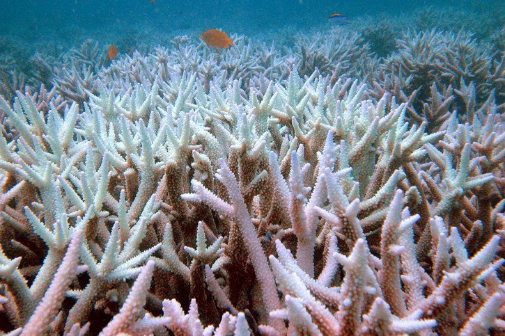 Ce nouvel engagement survient alors que les récifs coralliens sont menacés dans le monde entier en raison d'un record de chaleur dans les mers. La fréquence et l'intensité des canicules marines a augmenté. Ici, des coraux blanchis par le réchauffement dans la Grande Barrière de corail en Australie. © KEYSTONE/AP UNIVERSITY OF QUEENSLAND/OVE HOEGH-GULDBERG