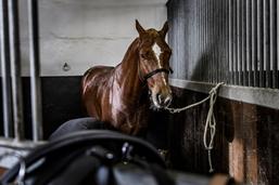 Avenches: les chevaux du Haras seront protégés du bruit pendant le Tattoo