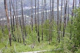 Incendie dans le Haut-Valais: «La forêt mettra 100 ans à repousser»