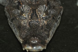 Le corps d'une femme dans la gueule d'un alligator en Floride