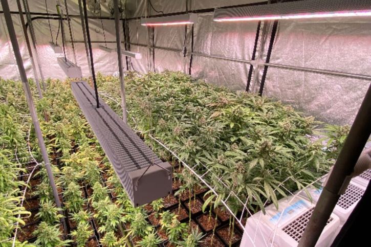 Plus de 3500 plants de marijuana ont été découverts dans un bâtiment industriel à Muttenz (BL). © Police cantonale BL