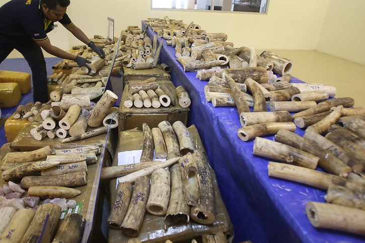 Près de 2 tonnes d'ivoire seront détruites (Photo prétexte). © KEYSTONE/AP/SAKCHAI LALIT