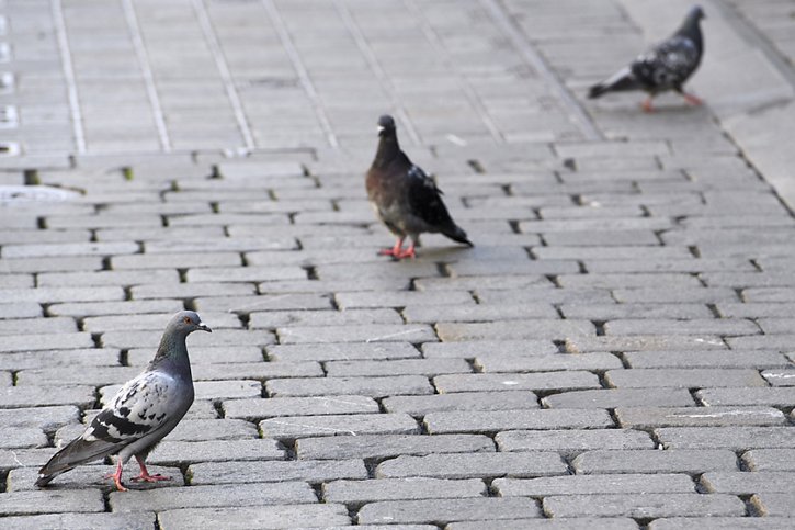 La route appartient aux humains, donc les pigeons auraient dû s'écarter, aurait déclaré le chauffeur de taxi (Photo d'illustration). © KEYSTONE/ANTHONY ANEX