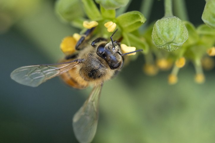 De nouvelles connaissances sur la flore intestinale des abeilles pourraient permettre de comprendre pourquoi ces insectes sont si vulnérables. (Photo d'archives) © KEYSTONE/GAETAN BALLY
