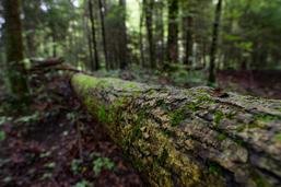 Trois nouvelles réserves forestières dans le canton de Fribourg