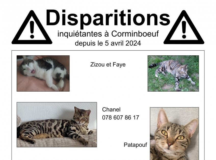 Corminbœuf: Six chats disparaissent de manière inquiétante en une semaine