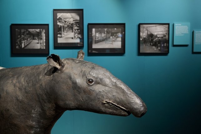 Musée d’histoire naturelle de Fribourg: Cent personnes ont choisi cent objets pour les 200 ans du musée