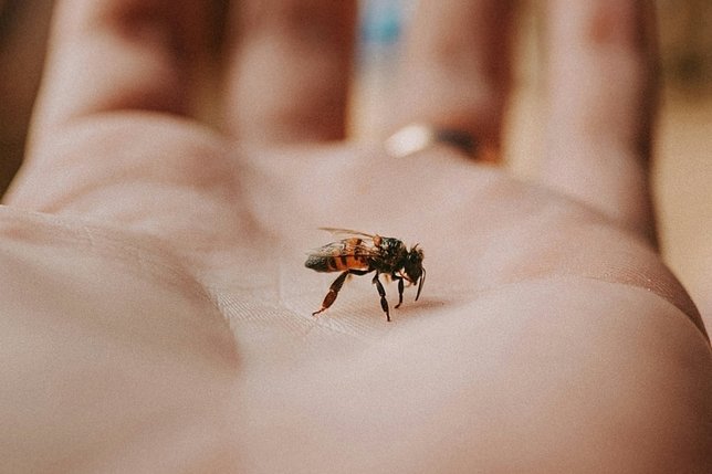 Chronique: L’abeille qui avait pris le bus