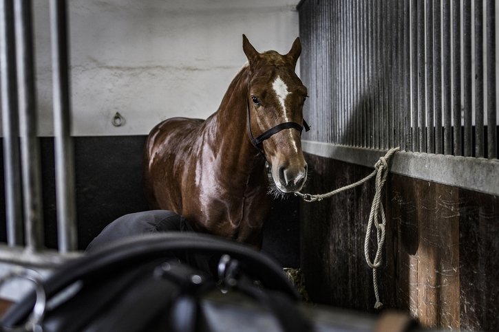 Avenches: Le Conseil d’Etat vaudois est attentif quant à l’avenir du Haras national