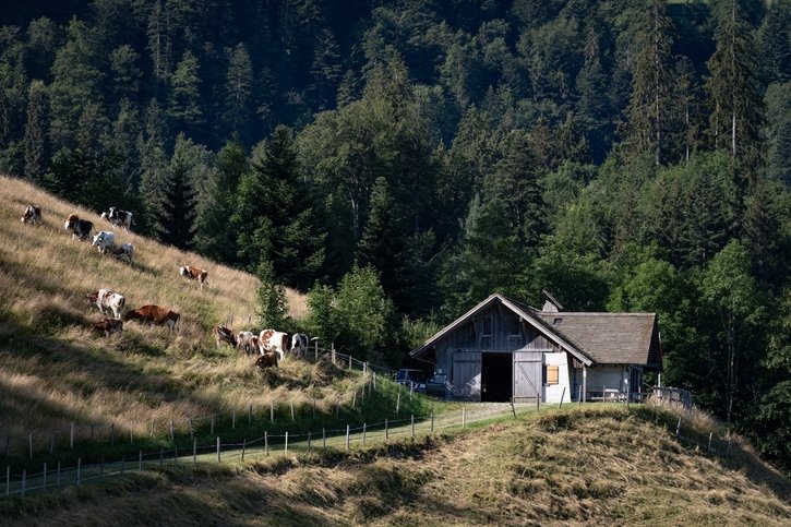 Agriculture: Le risque de manque d’eau et la pression du loup se font sentir dans les Préalpes fribourgeoises