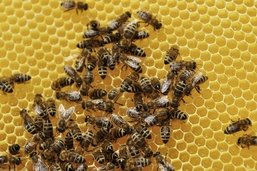Miel: En 2022, les abeilles fribourgeoises ont été les plus productives